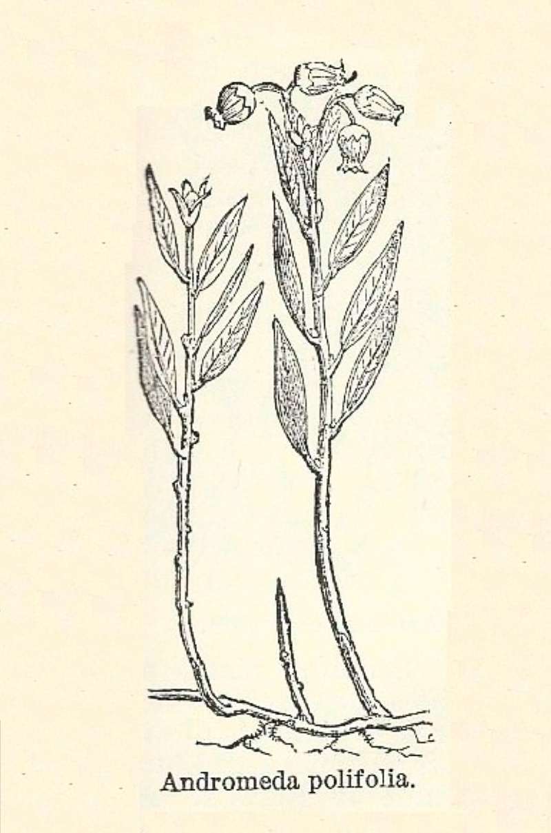 Line Drawing<br>(Origin of the Specimen: Chamabers Encyclopedia from 1888)