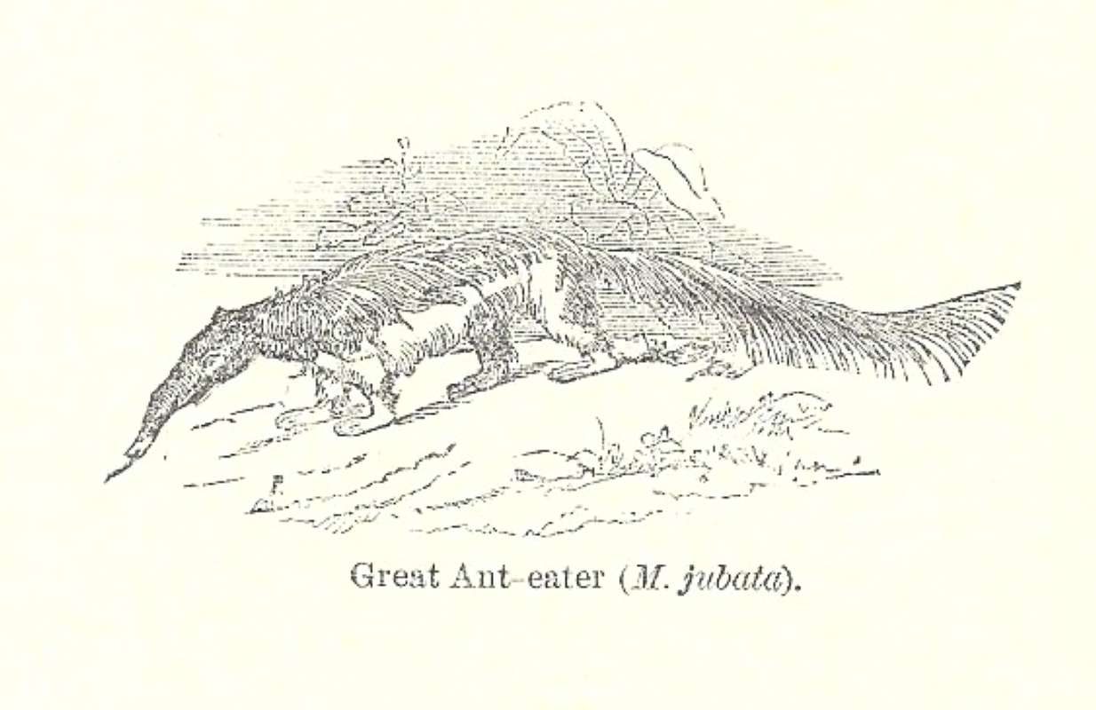 Line Drawing<br>(Origin of the Specimen: Chambers Encyclopedia from 1888)