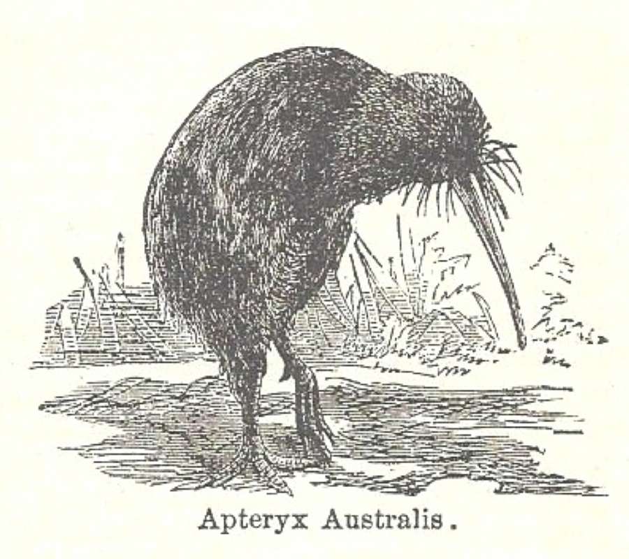 Line Drawing<br>(Origin of the Specimen: Chambers - 1888)