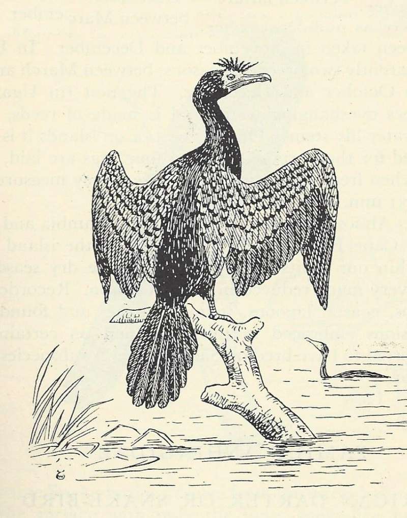 Line Drawing - Perched