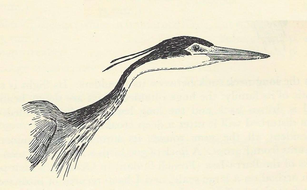 Line Drawing of Head