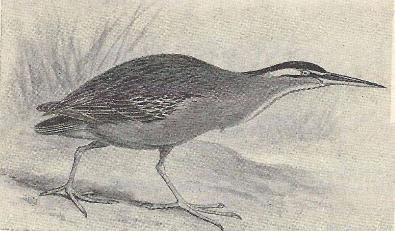 Walking on Land<br>(Origin of the Specimen: Line Drawing)