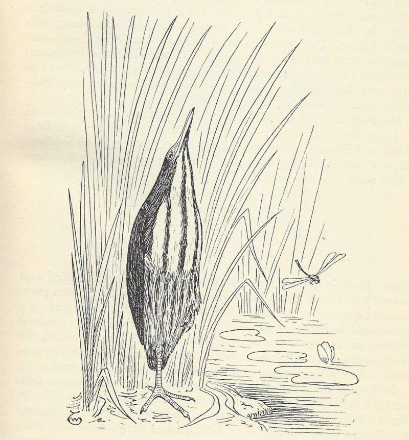 Standing Among Monocots<br>(Origin of the Specimen: Line Drawing)