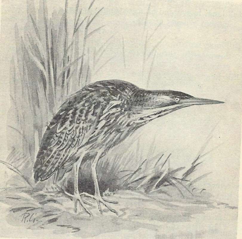 Standing on Shore<br>(Origin of the Specimen: Line Drawing)