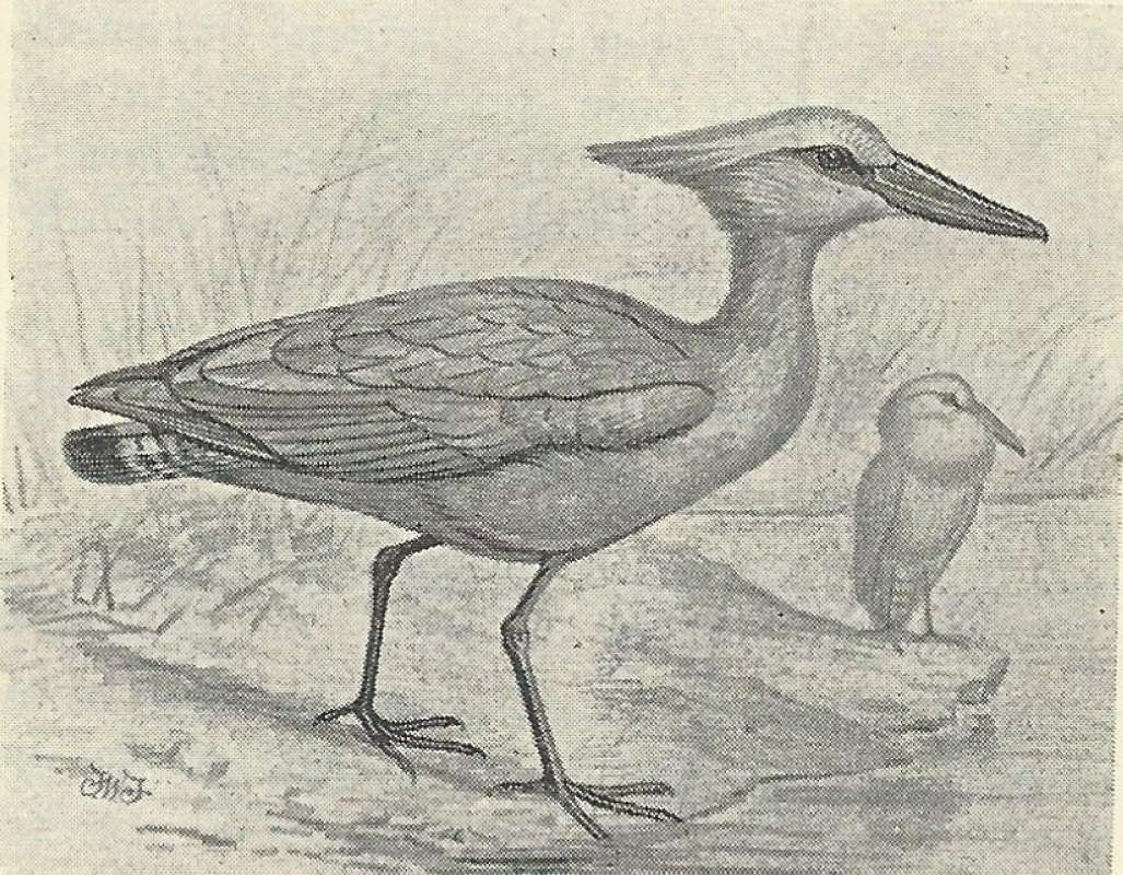 Walking on Land<br>(Origin of the Specimen: Line Drawing)