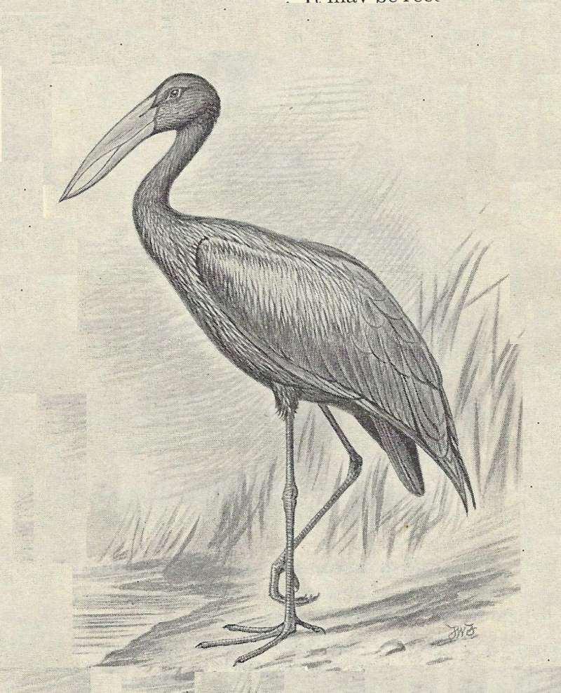 Standing on Shore<br>(Origin of the Specimen: Black and White Drawing)