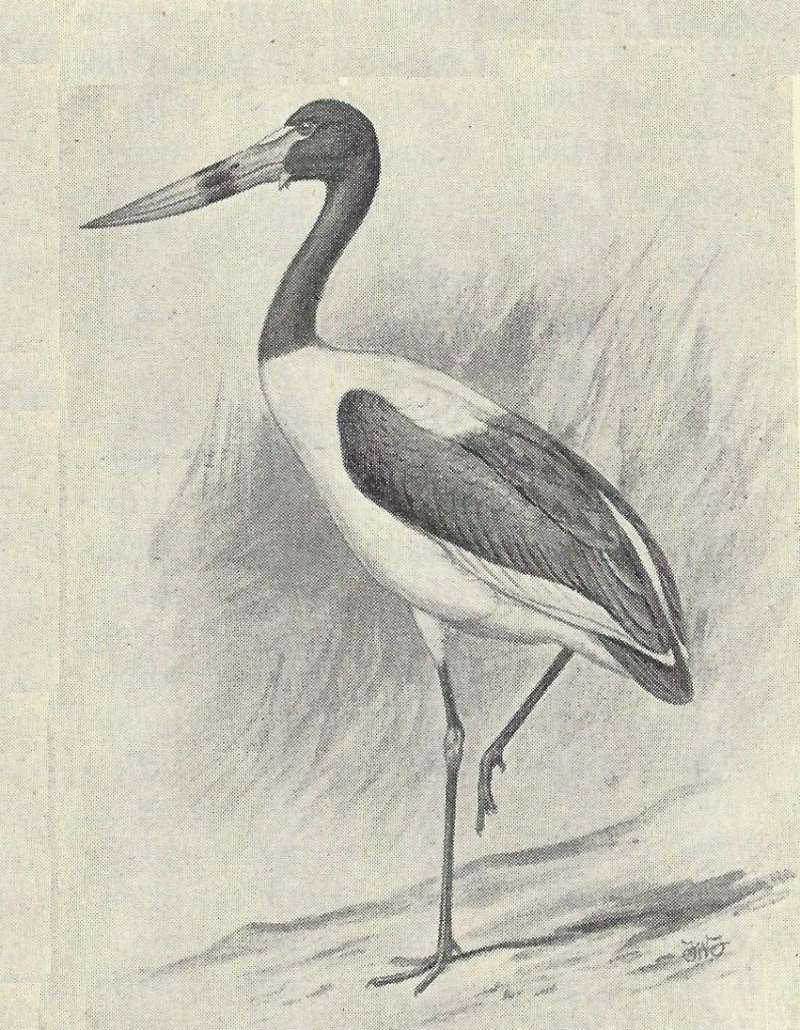 Standing on One Foot<br>(Origin of the Specimen: Black and White Drawing)
