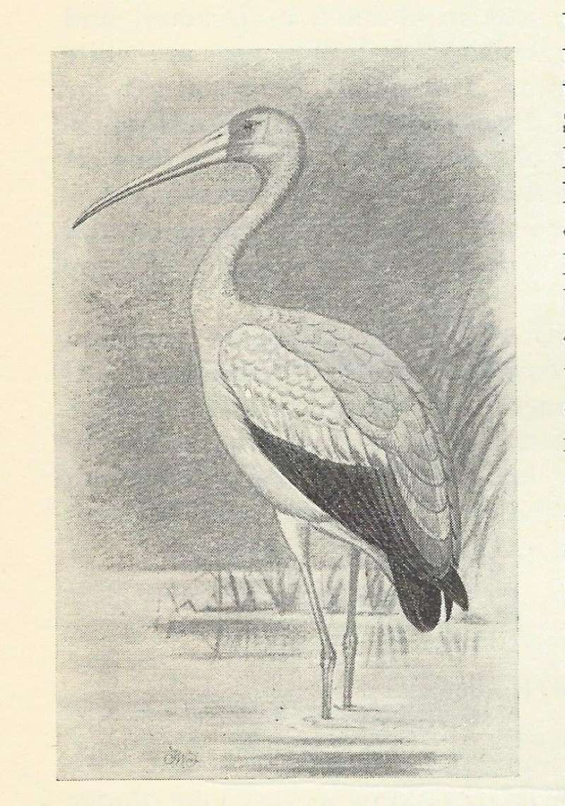 Standing in Water<br>(Origin of the Specimen: Black and White Drawing)