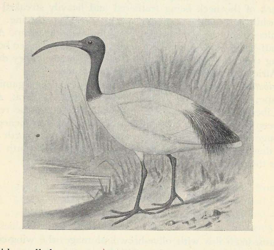 Standing on Shore<br>(Origin of the Specimen: Black and White Drawing)