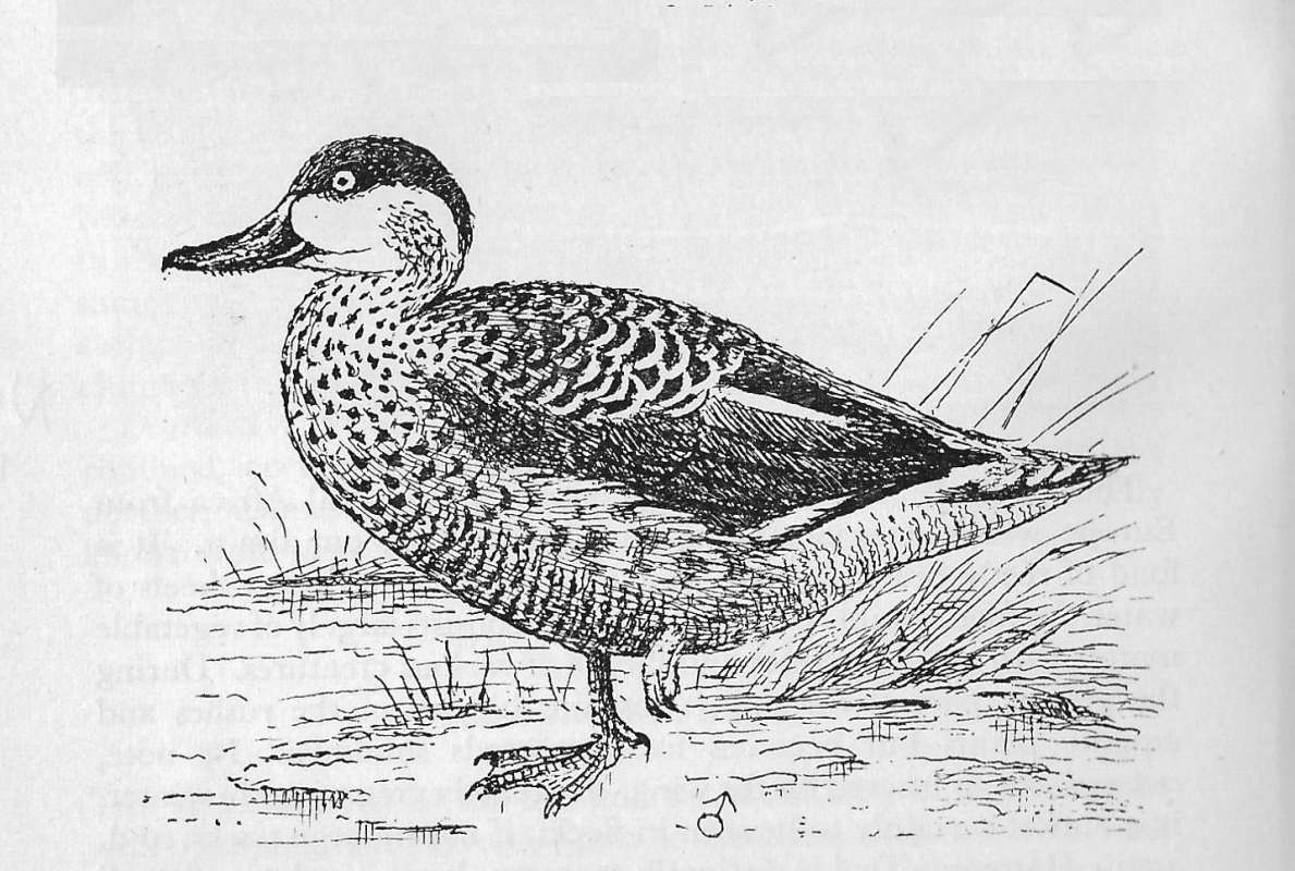 Standing Near Shore<br>(Origin of the Specimen: Line Drawing)