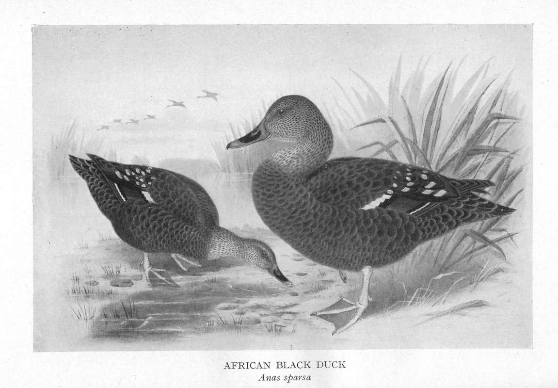 Pair Standing Near Shore<br>(Origin of the Specimen: Grey Scale Painting)