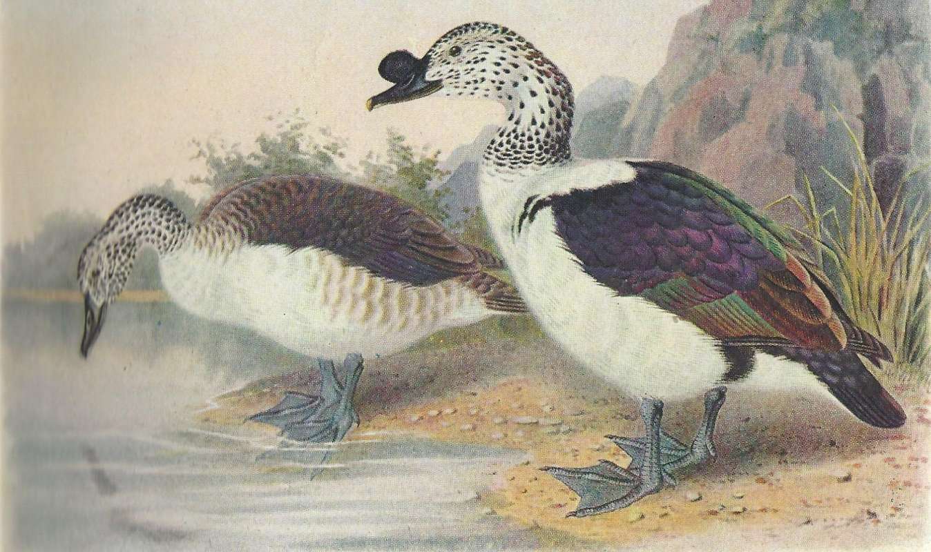 Pair - Standing by Water<br>(Origin of the Specimen: Painting)