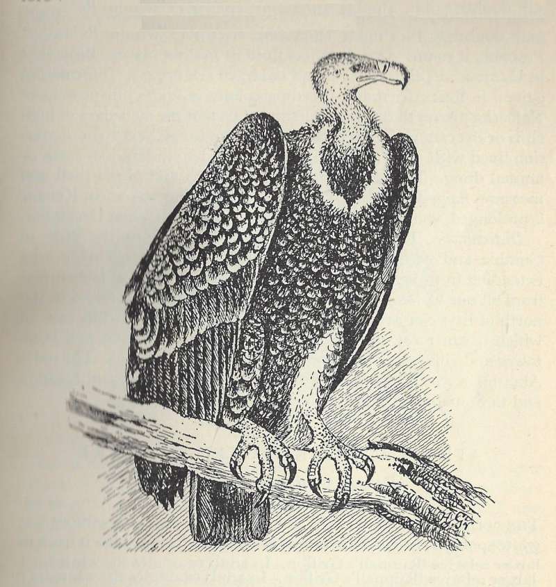 Perched on Limb<br>(Origin of the Specimen: Line Draawing)
