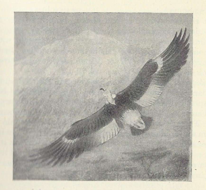 On Wing<br>(Origin of the Specimen: Black and White Painting)