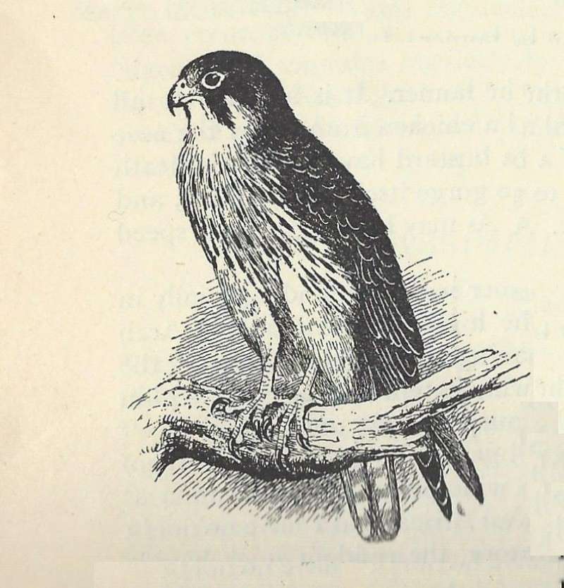 Perched on Limb<br>(Origin of the Specimen: Line Drawing)