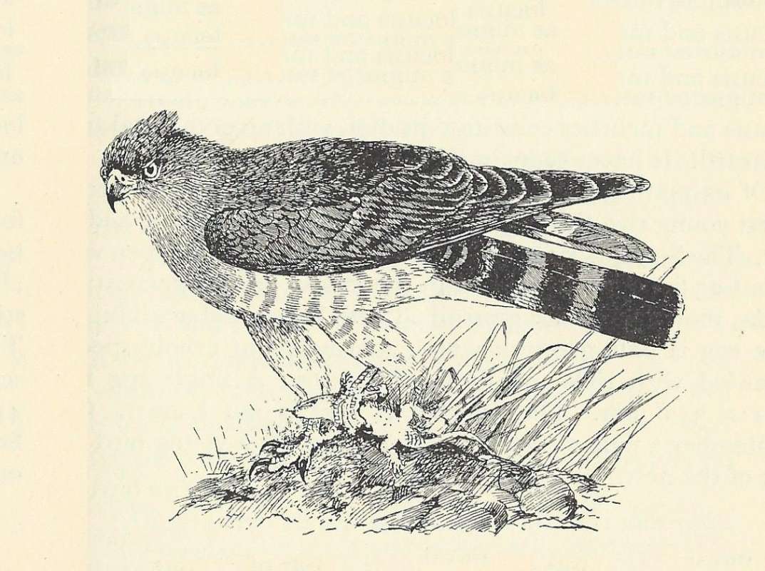 Side View Holding Lizard<br>(Origin of the Specimen: Black and White Line Drawing)