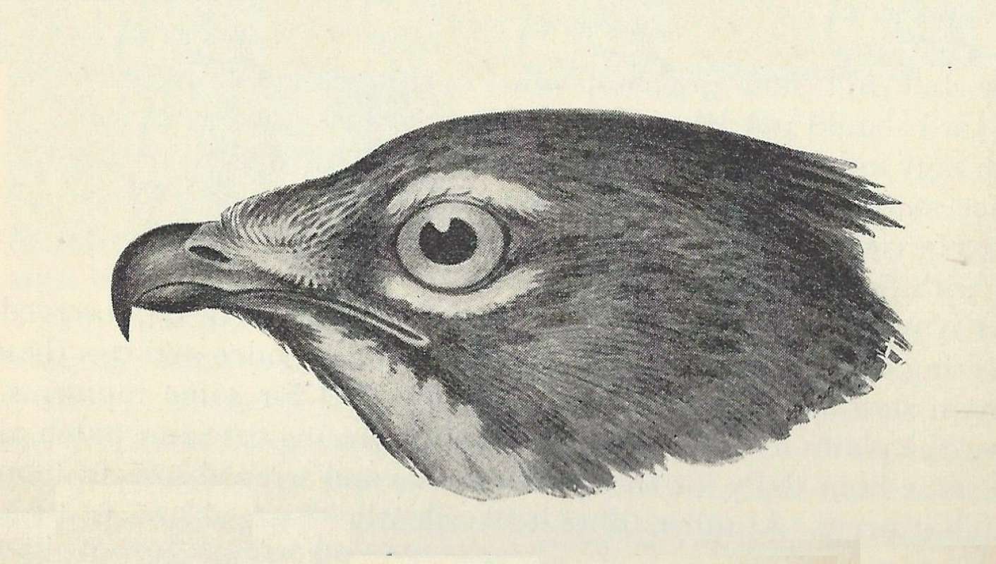 Head View - ssp anderssoni<br>(Origin of the Specimen: Line Drawing)