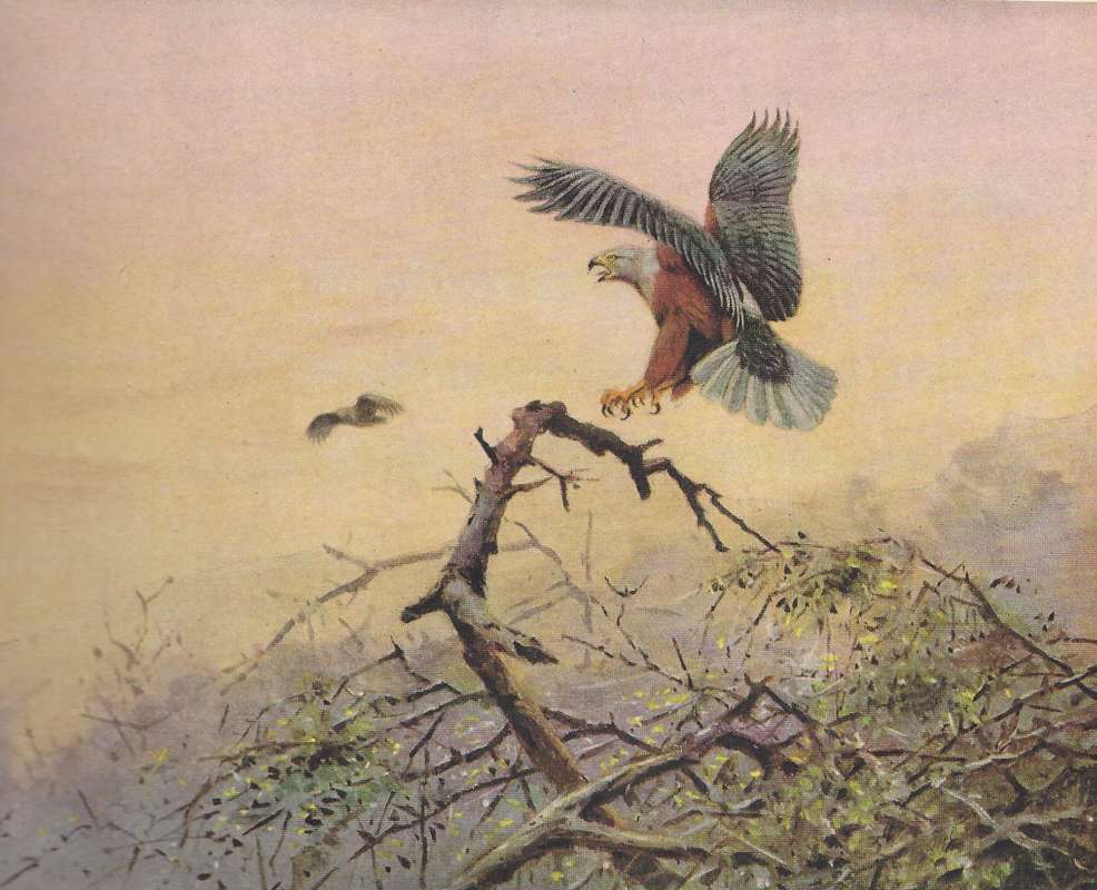 In Process of Landings<br>(Origin of the Specimen: Color Painting)