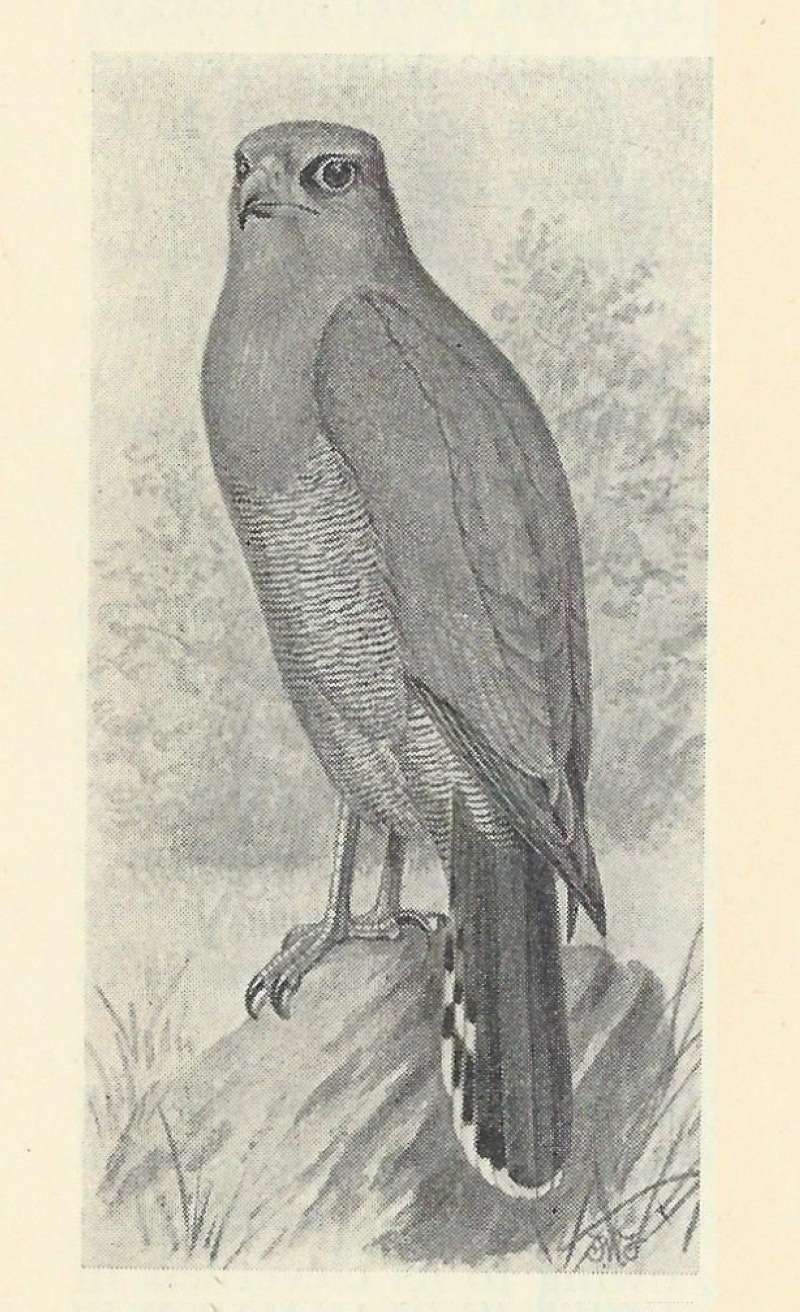 Angle View, Standing<br>(Origin of the Specimen: Black and White Drawing)