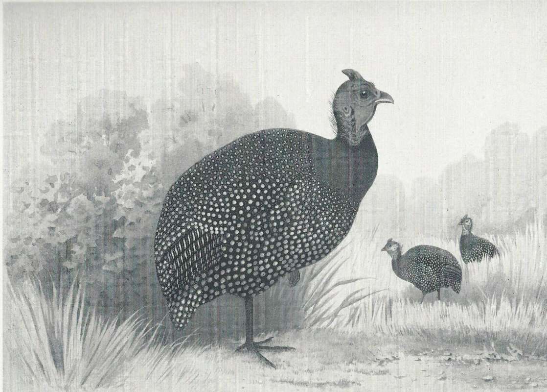 Side View - Standing<br>(Origin of the Specimen: Black and White Painting)