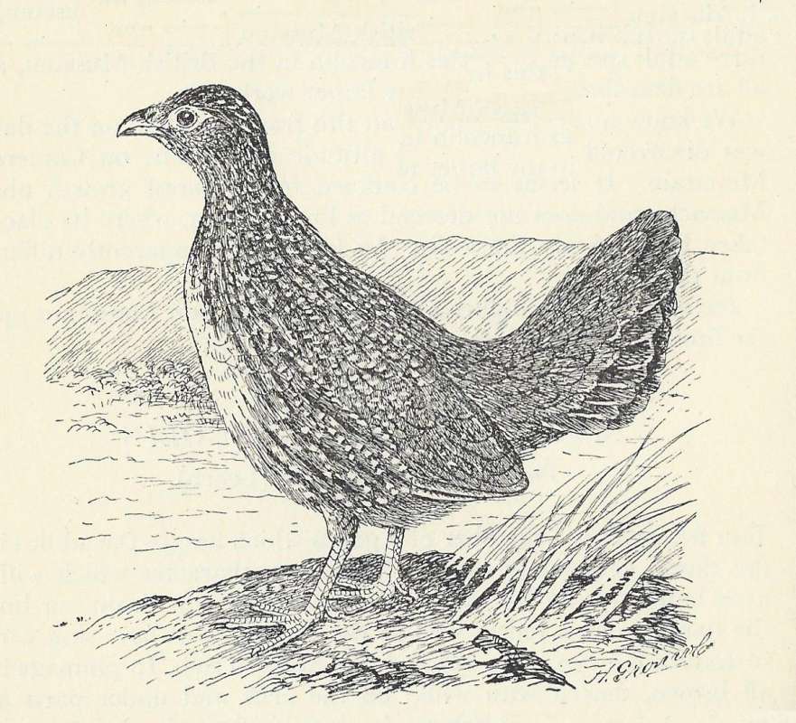 Single Example - Standing<br>(Origin of the Specimen: Line Drawing)