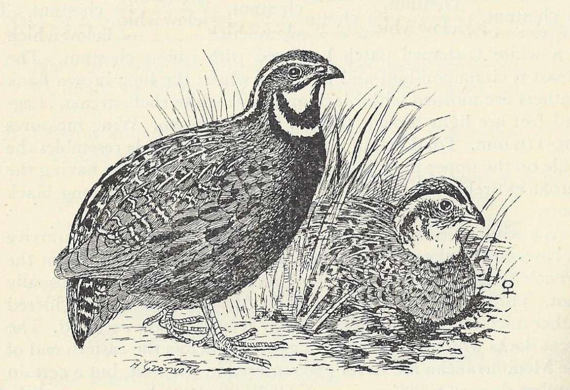 Male Standing, Female Squatting<br>(Origin of the Specimen: Line Drawing)