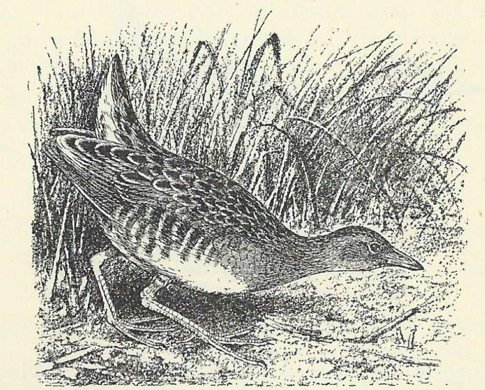 Standing on Shore<br>(Origin of the Specimen: Line Drawing)