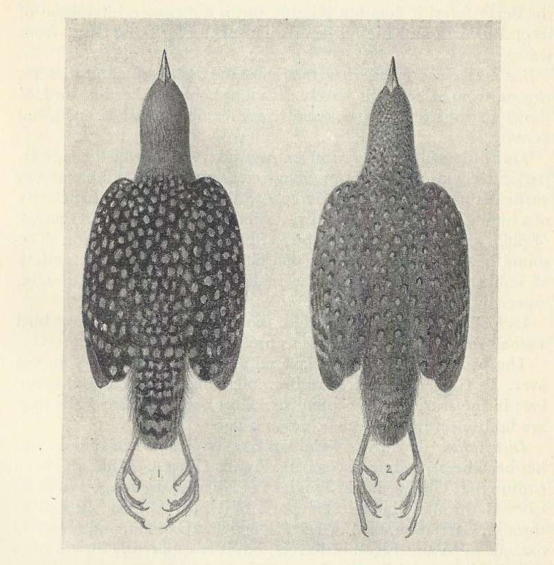 Male on Left, Female on Right<br>(Origin of the Specimen: Painting of Museum Specimens)