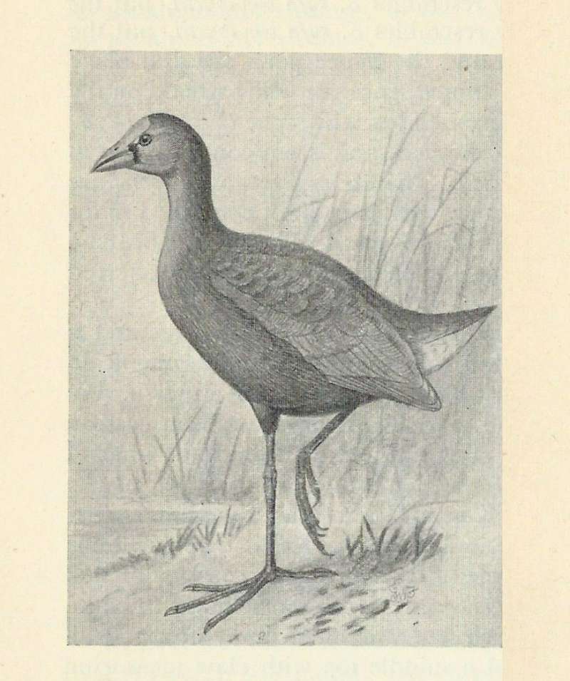 Standing on Shore<br>(Origin of the Specimen: Drawting - Black and White)