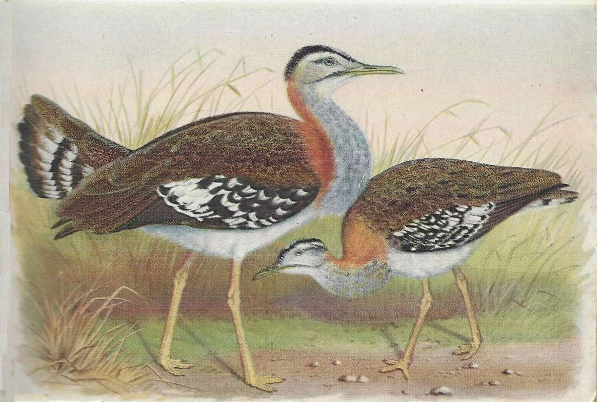 Male on Left - Standing in Prairie<br>(Origin of the Specimen: Painting - ssp denhami)