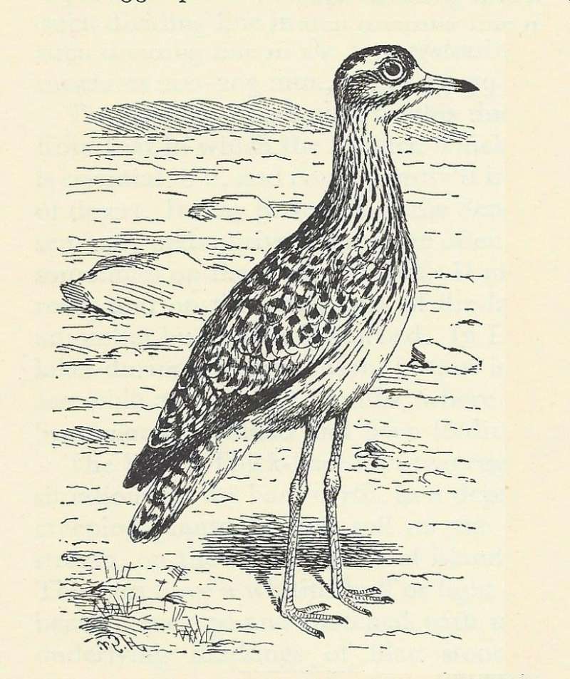 Standing Among Rocks - ssp maculosus<br>(Origin of the Specimen: Line Drawing)