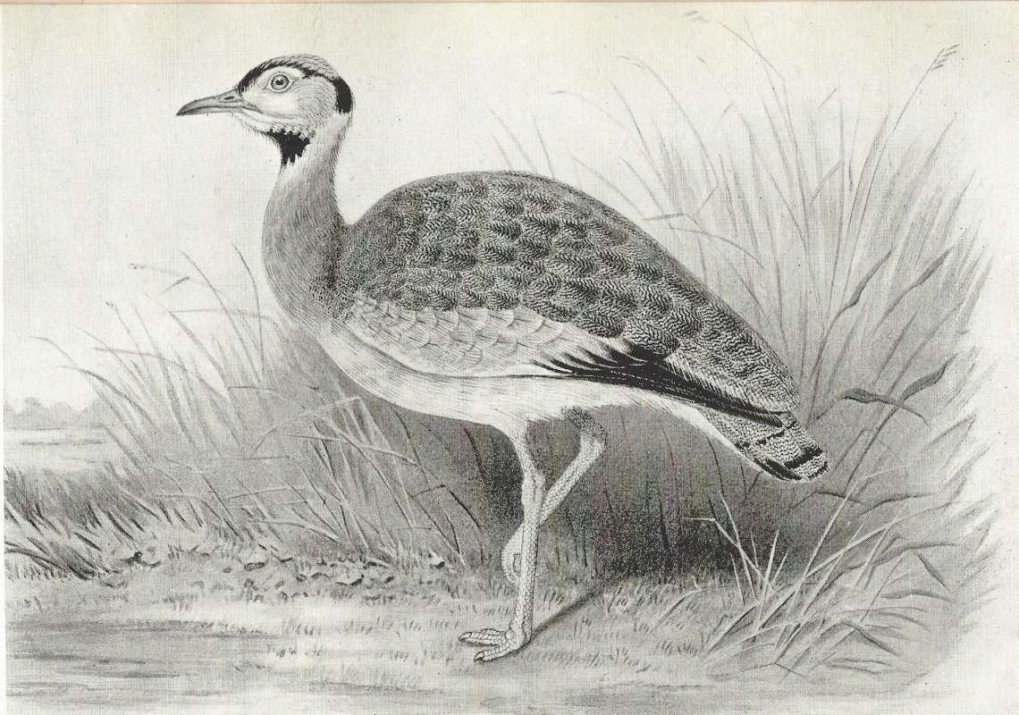 Standing Near Grass Clump<br>(Origin of the Specimen: Black and White Drawing)
