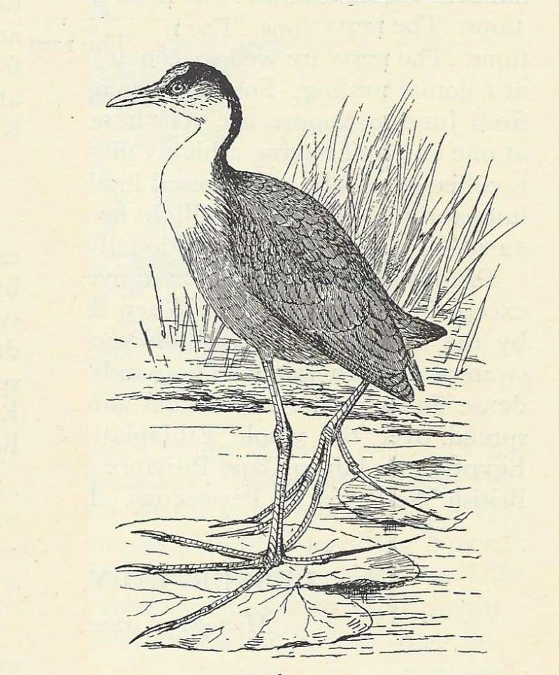 Standling on Lily Pad<br>(Origin of the Specimen: Line Drawing)