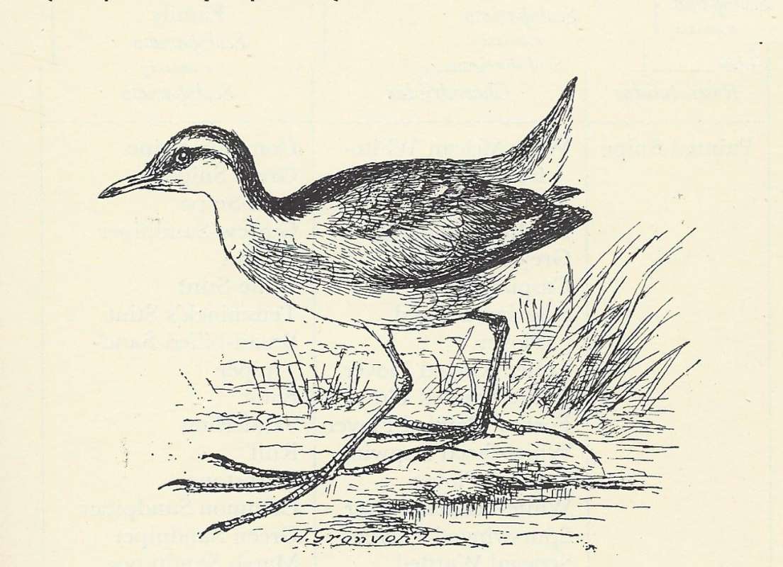 Standing near Shore<br>(Origin of the Specimen: Line Drawing)