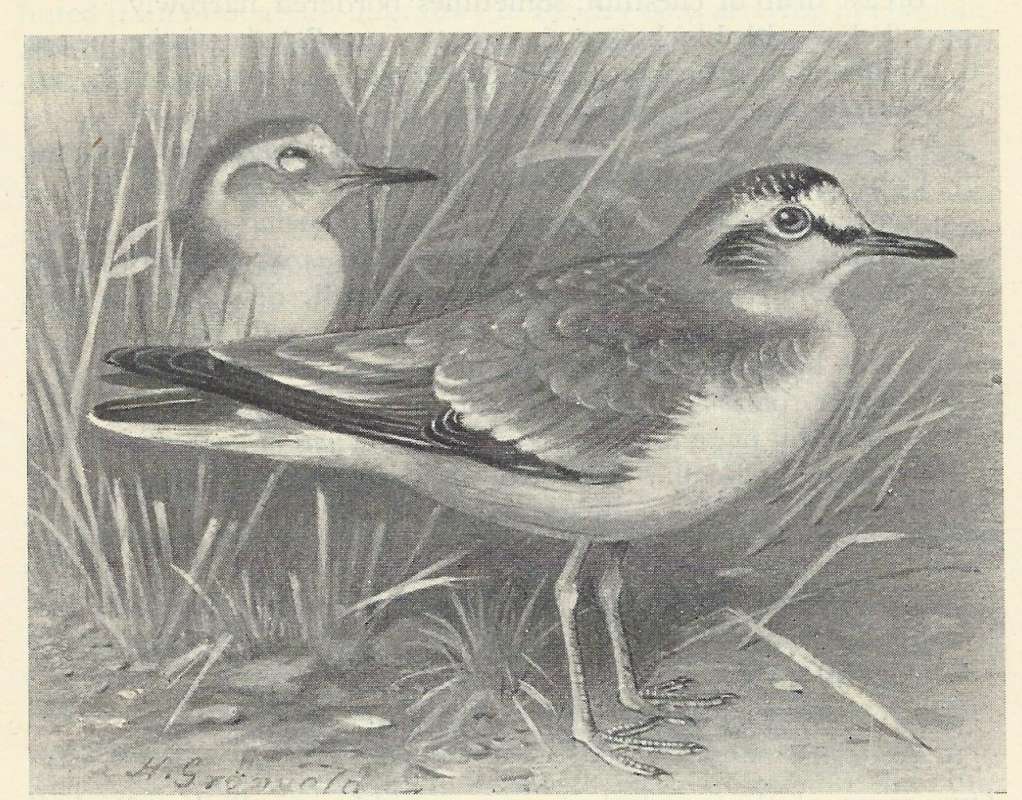 Pair Standing in Grass<br>(Origin of the Specimen: Black and White Drawing)