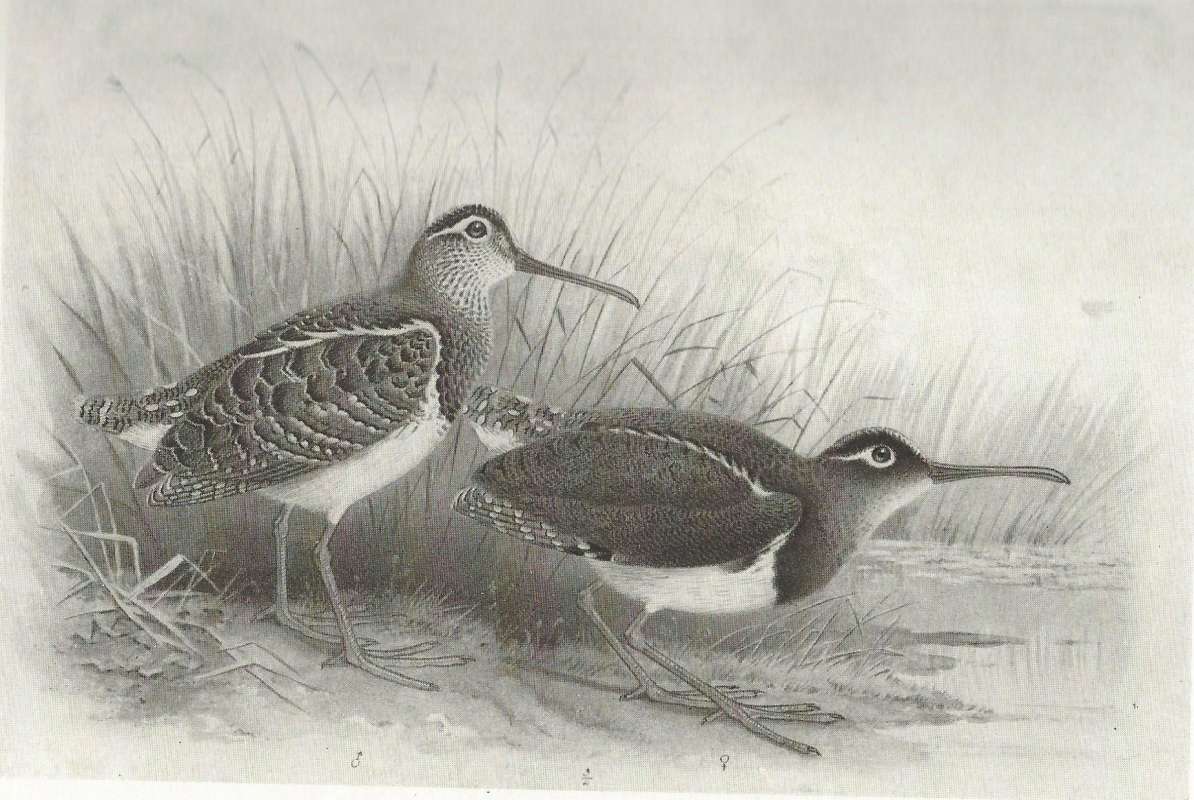 Pair - On Ground<br>(Origin of the Specimen: Black and White Painting)