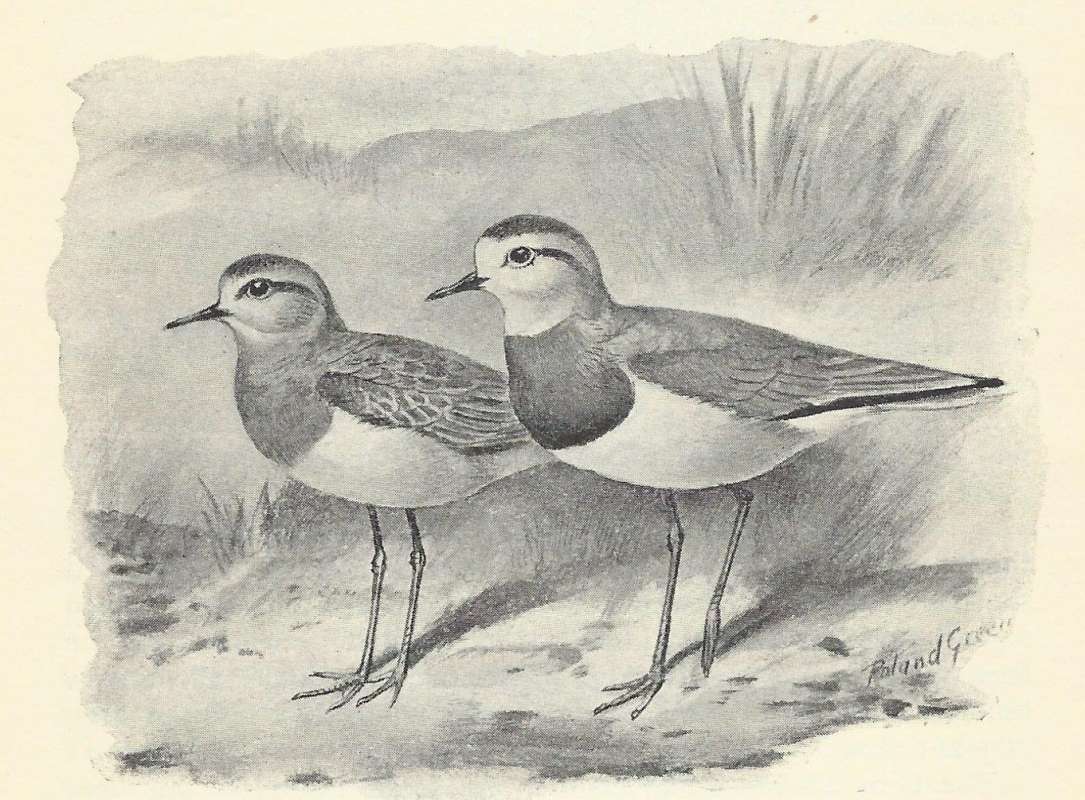 Pair - Male in Front<br>(Origin of the Specimen: Black and White Drawing)