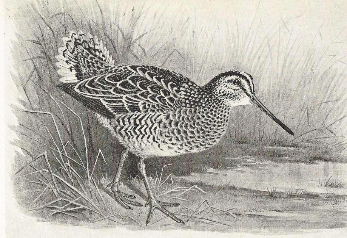Standing on Shore<br>(Origin of the Specimen: Black and White Painting)