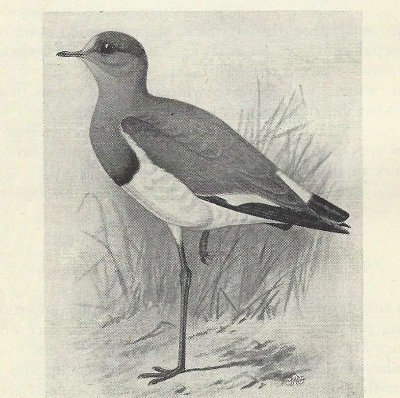 Standing on One Leg<br>(Origin of the Specimen: Black and White Drawing)