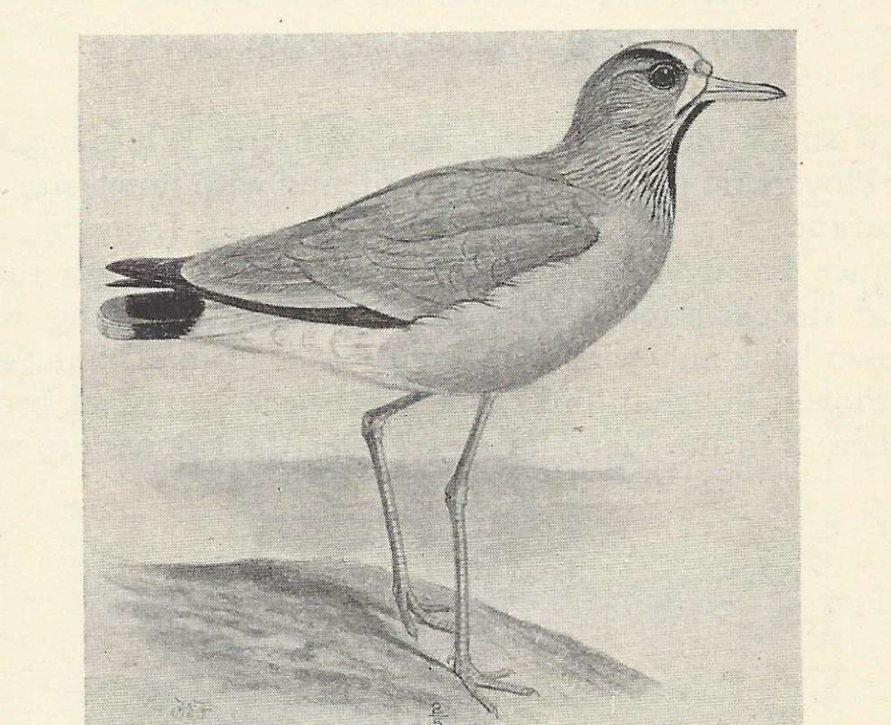 Side View Showing Long Legs<br>(Origin of the Specimen: Black and Whtie Drawing)