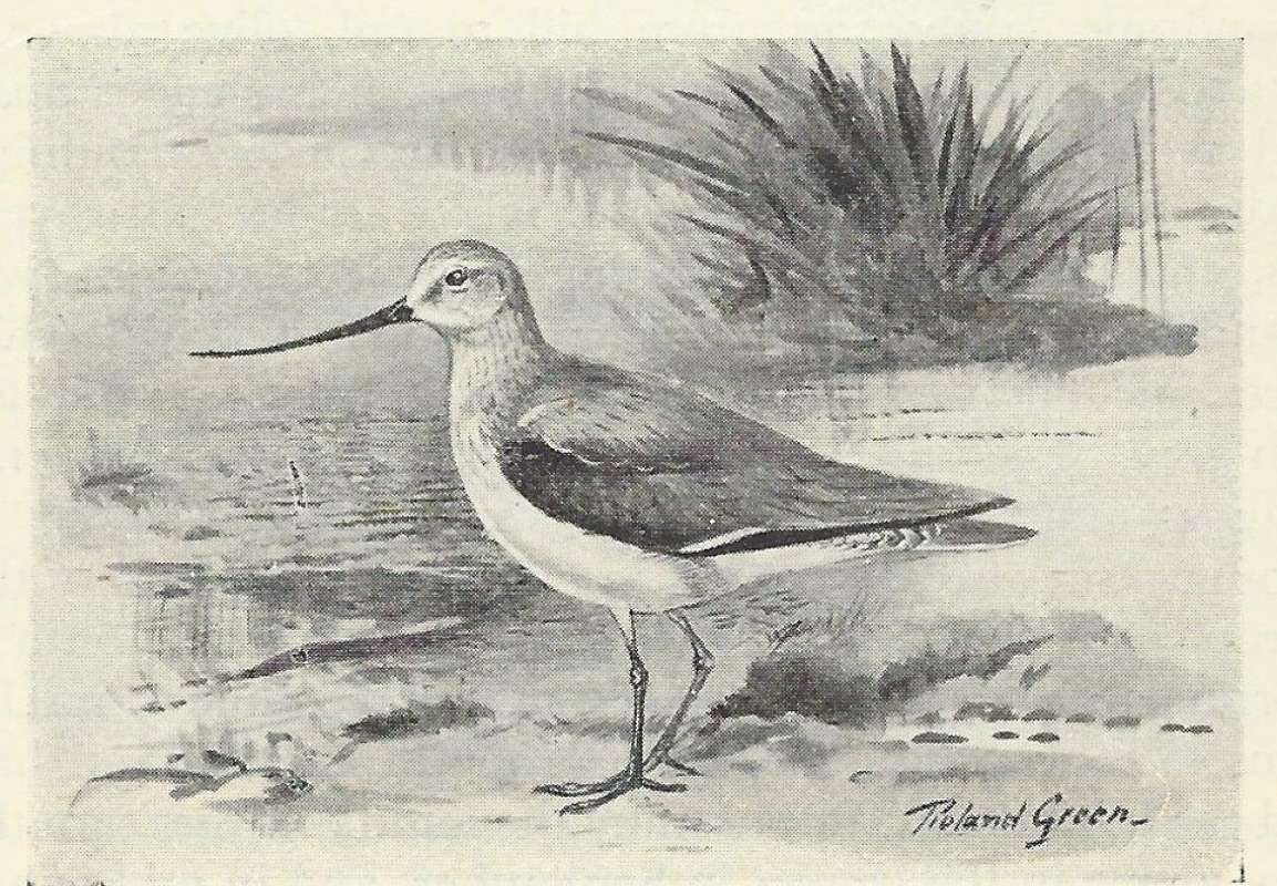 Standing Near Shore<br>(Origin of the Specimen: Black and White Drawing)