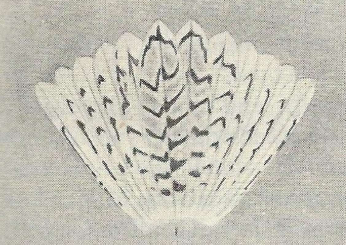 View of Tail<br>(Origin of the Specimen: Black and White Drawing)