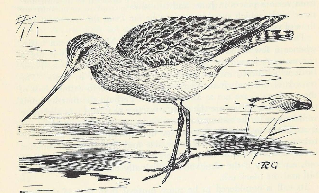 Standing by Shore<br>(Origin of the Specimen: Black and White Drawing)