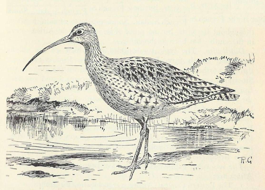 Standing by Shore<br>(Origin of the Specimen: Black and White Line Drawing)