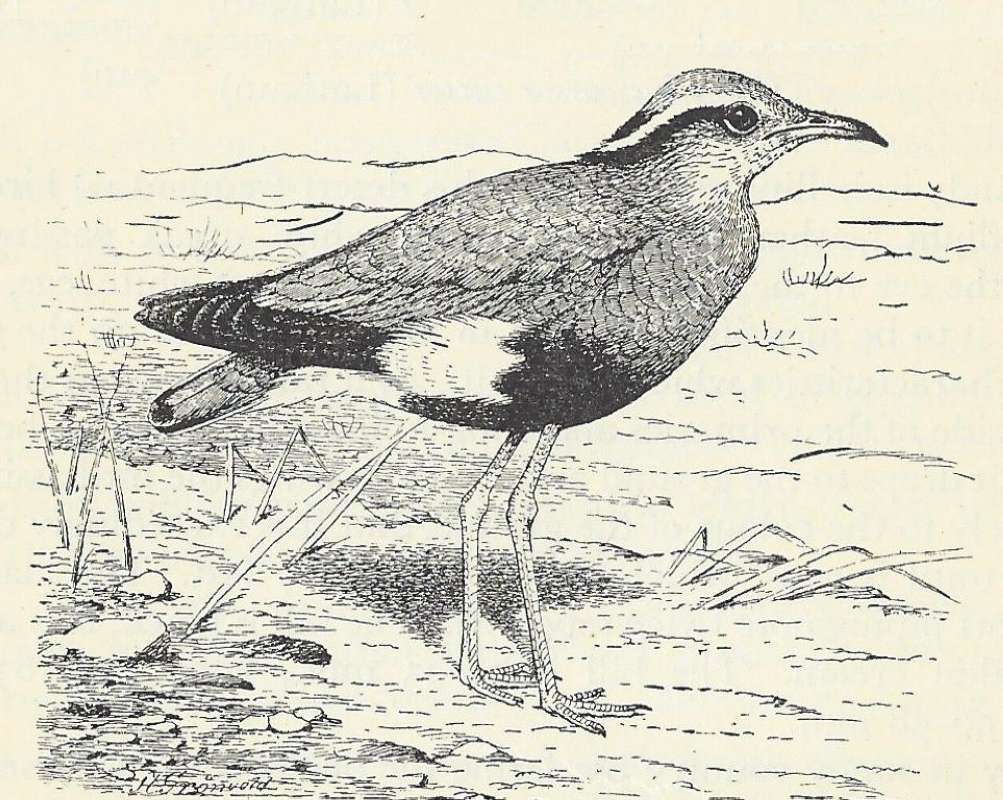 Standing on Land<br>(Origin of the Specimen: Black and White Line Drawing)