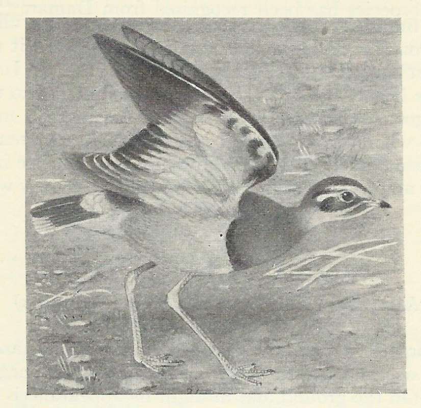 Standing - Wings Spread<br>(Origin of the Specimen: Black and White Drawing)