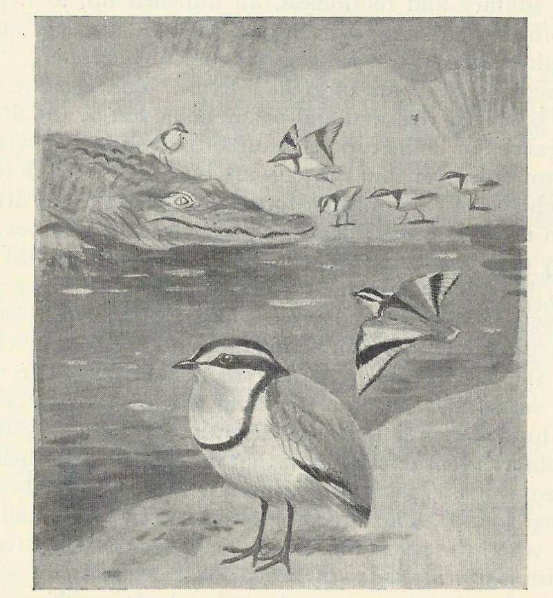 Shore Scene<br>(Origin of the Specimen: Black and White Drawing)