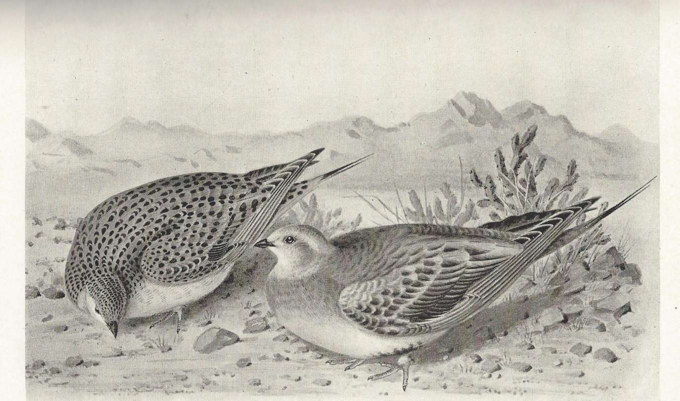 Spotted Female on Left<br>(Origin of the Specimen: Black and White Painting)