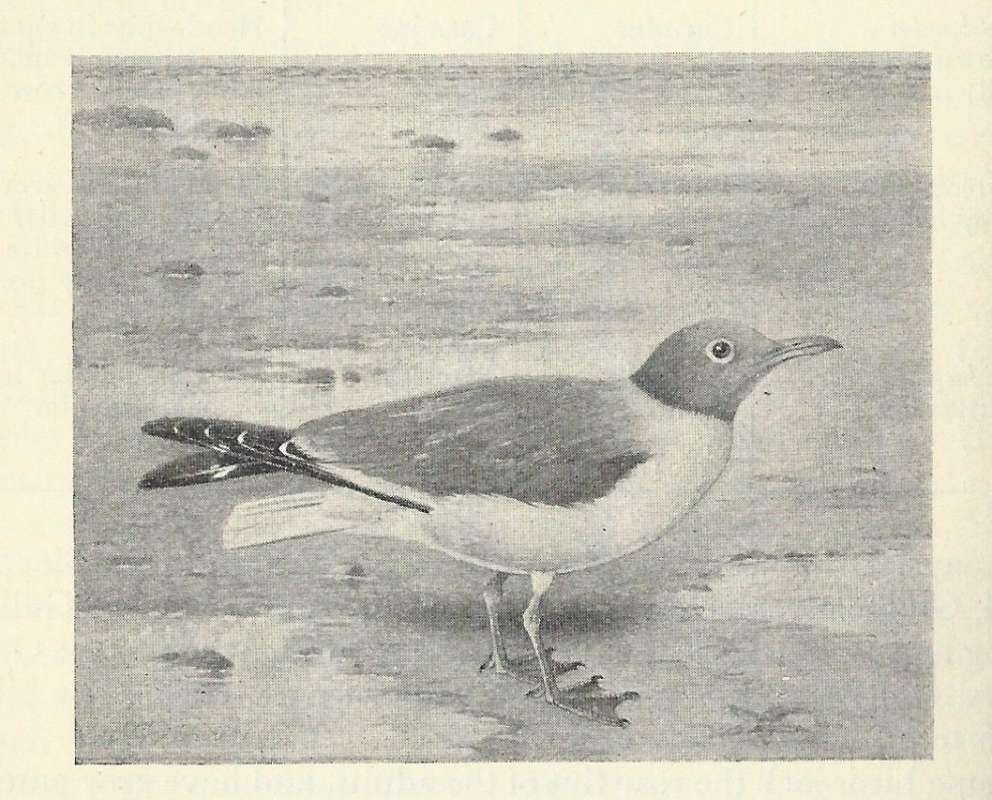 Standing<br>(Origin of the Specimen: Black and White Drawing)