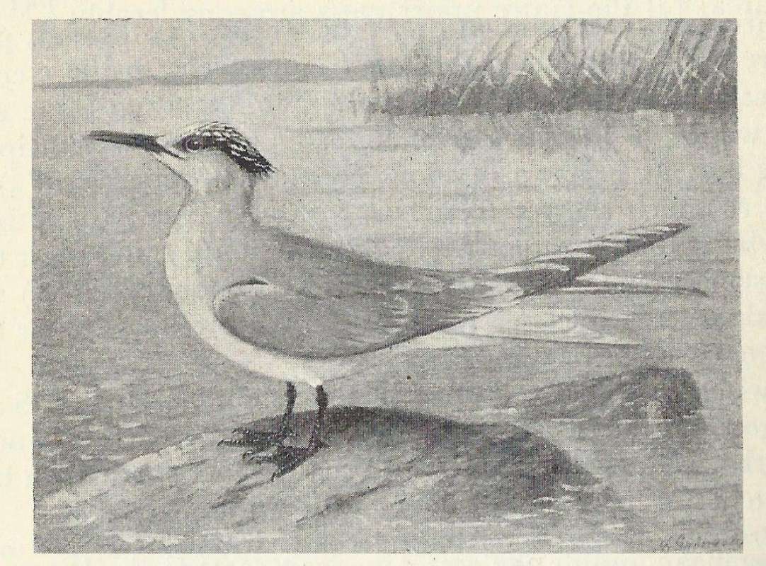 Standing on Rock<br>(Origin of the Specimen: Black and White Drawing)